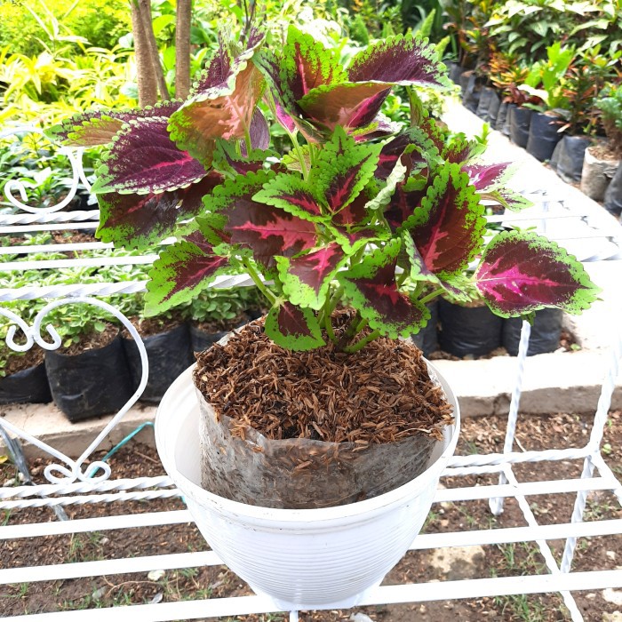 tanaman hias miana batik import + POT PUTIH - MIANA MURAAAH