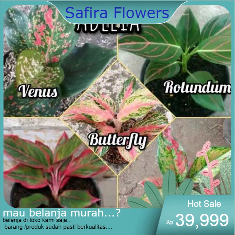 paket 5 aglonema venus-rotundum tiger-butterfly-lipstik-heng-heng
