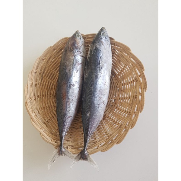 

Ikan Tongkol Deho Segar / Fresh