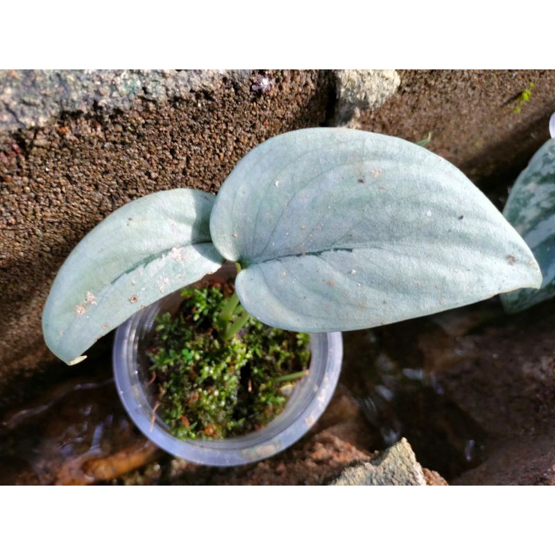 Scindapsus silver hero