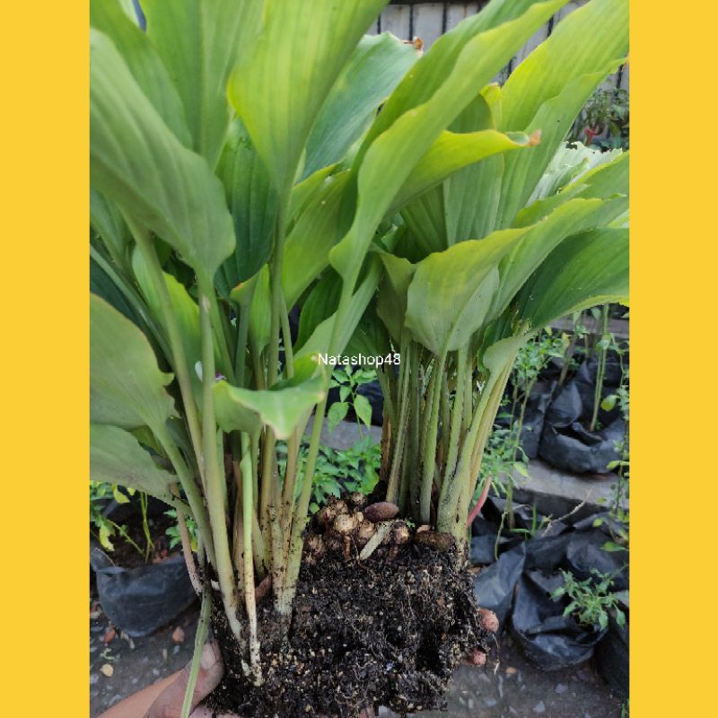 BIBIT KUNYIT HITAM (KAEMPFERIA PARVIFLORA) ORIGINAL