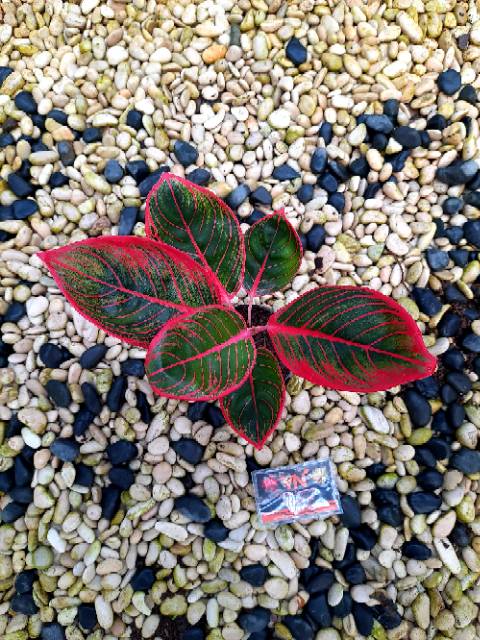 [✅COD] KHANZA - (AGLONEMA REMAJA) / KANZA / BUNGA MERAH / AGLONEMA IMPORT WARNA MERAH MURAH