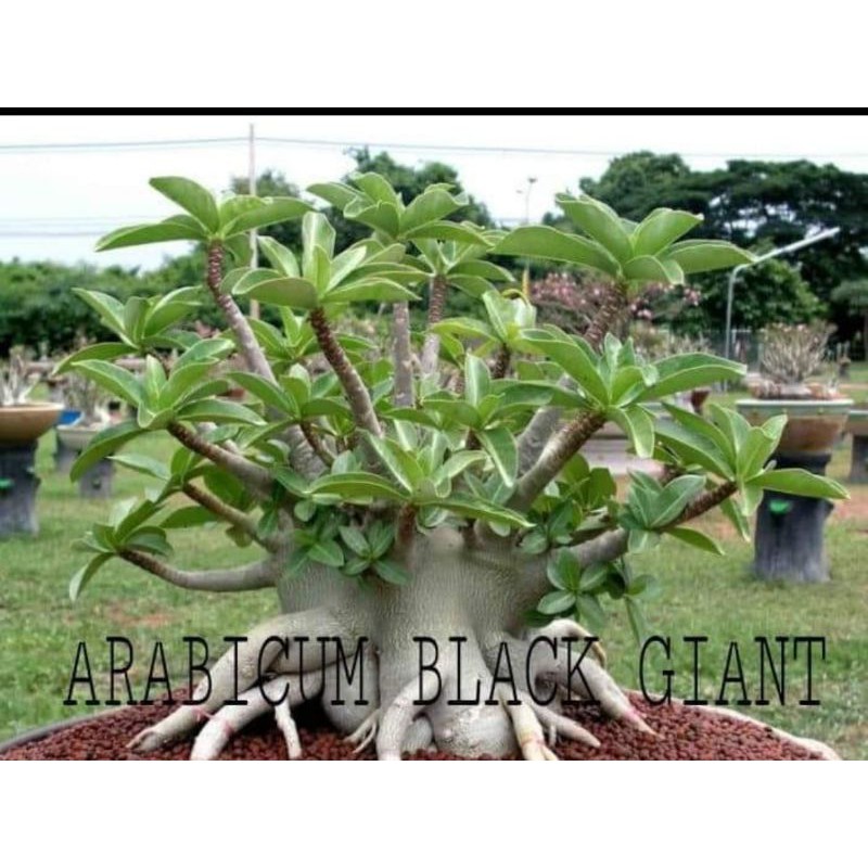 Adenium Arabicum Black Giant