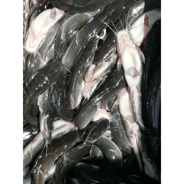 

ikan lele betet bersih 500 gram