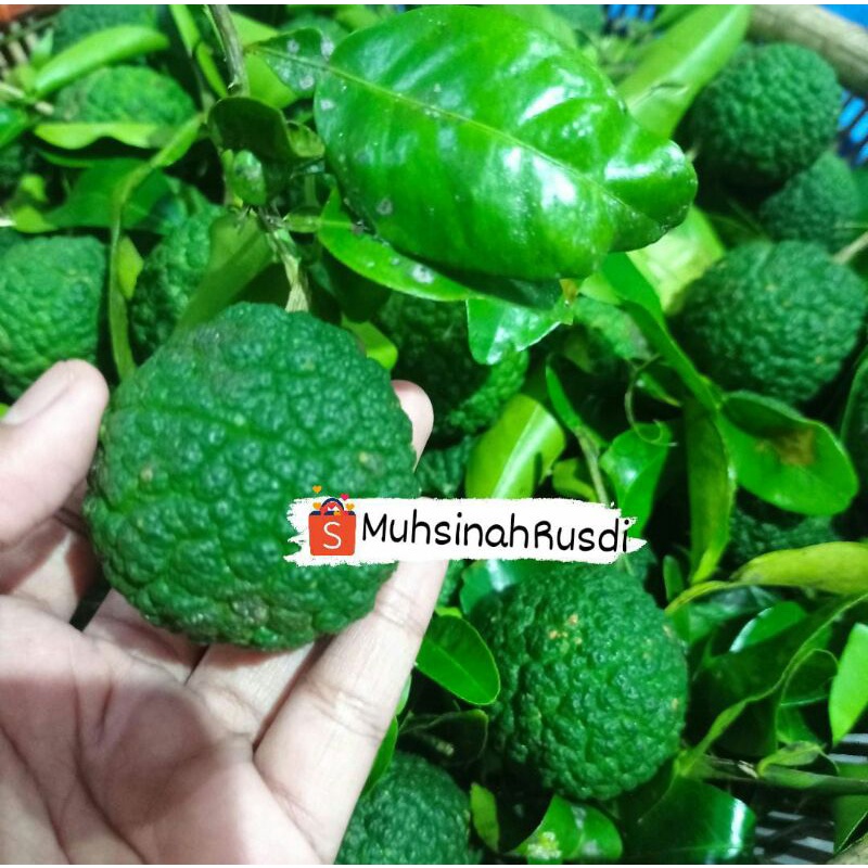 

limau kuit khas kalimantan selatan