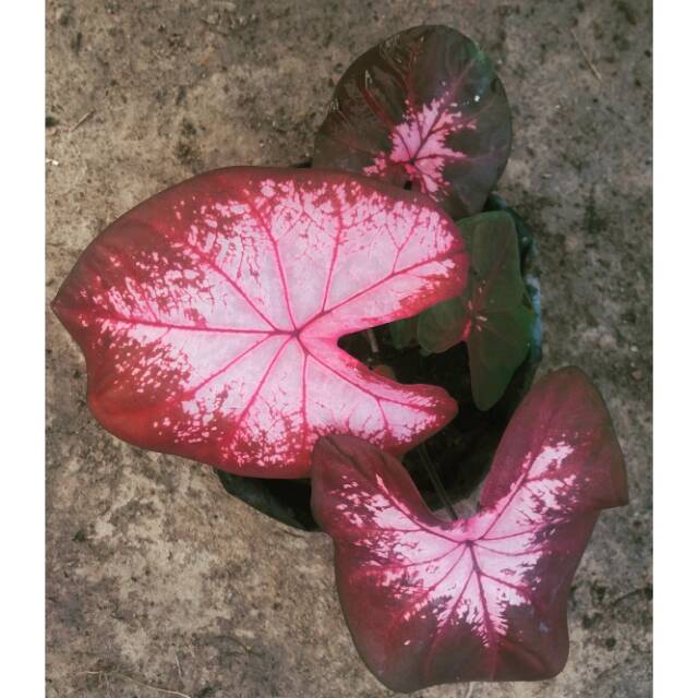 Caladium Tisu Shopee Indonesia