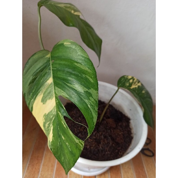 Epipremnum Variegata