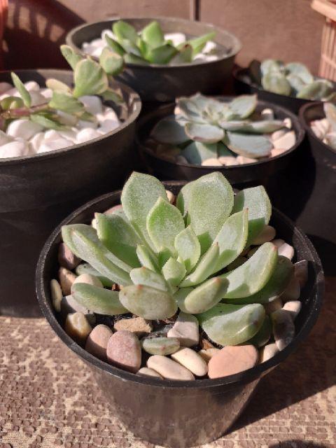 Sukulen Dan Kaktus | Echeveria Elegans blue