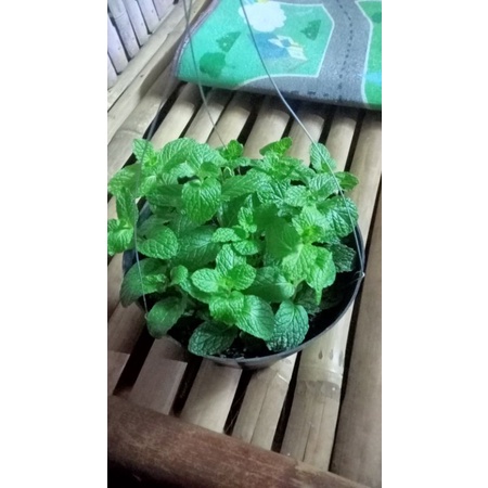 tanaman gantung mint segar