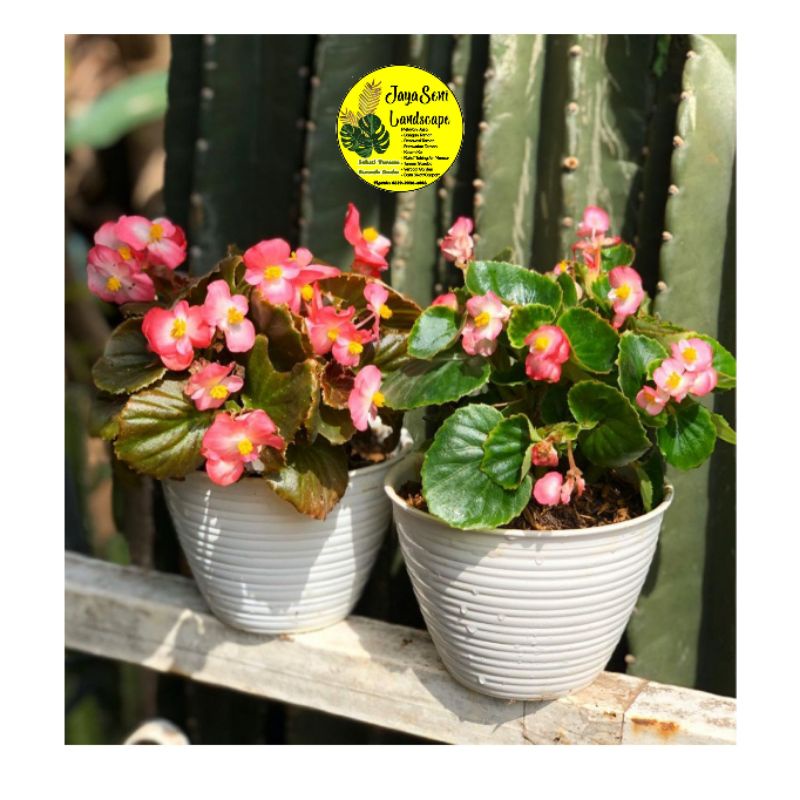 TANAMAN HIAS BUNGA BEGONIA + POT PUTIH