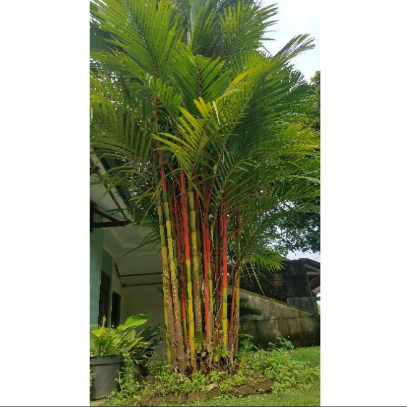 Palem Merah Besar (60-70 cm)