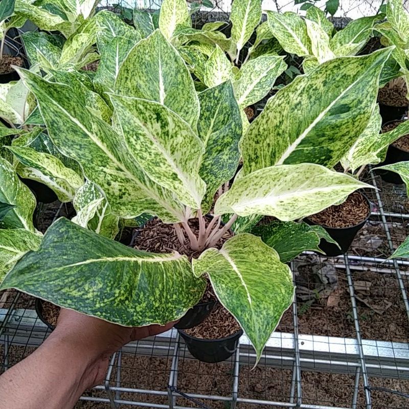 aglonema striptis white