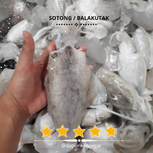 

Sotong / Cumi Sotong / Balakutak Fresh 1kg