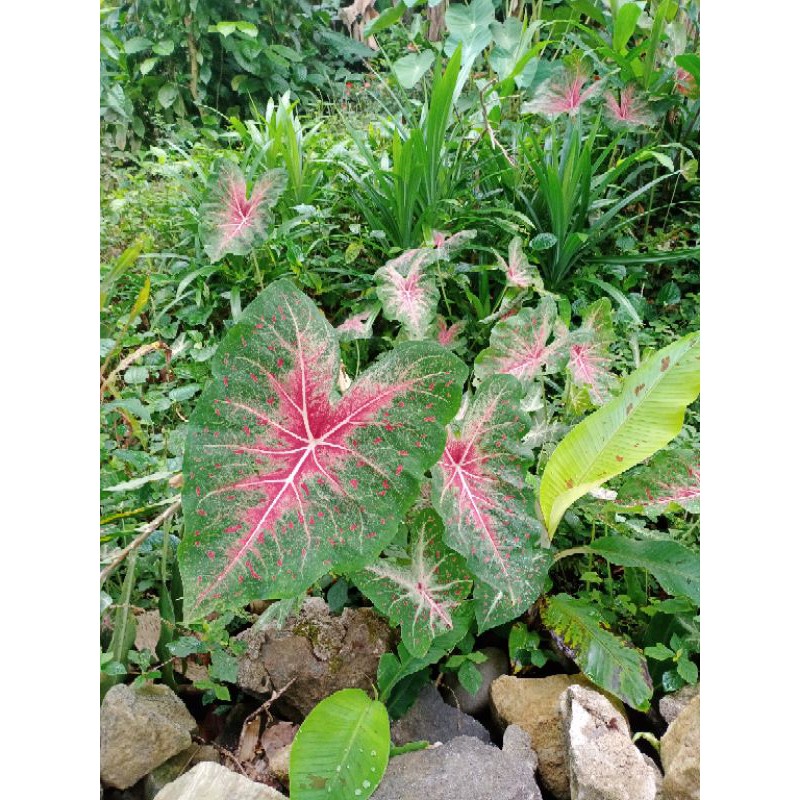 Keladi Red Sumatra Bercak Darah Shopee Indonesia