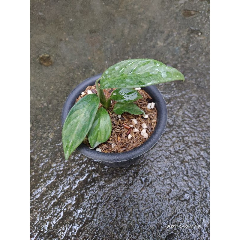 Raphidopora Foraminifera Variegata