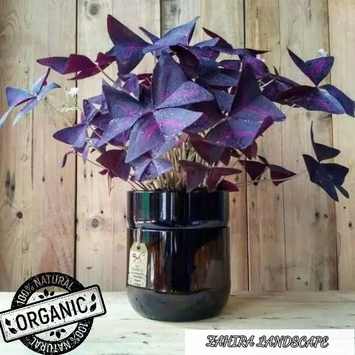 Tanaman Hias Indoor - Tanaman Kupu Kupu - Oxalis Tringuanis - Violet