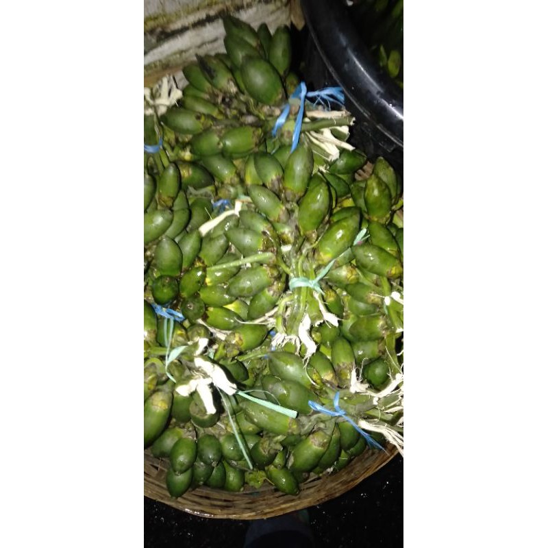 

Pinang Jambe buah syarat nikah