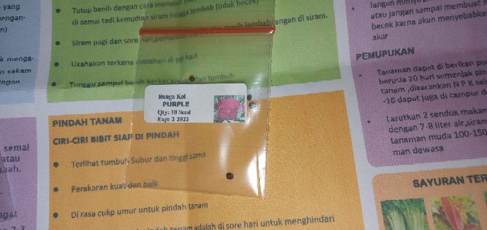 5 Biji - Benih Paprika Merah Red Star F1, Bibit Paprika F1 Cocok Disemua Dataran