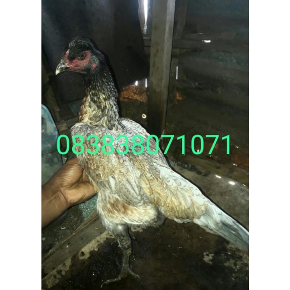 Vitamin Anakan Ayam Super Dapat Bonus Anakan Trah import Mangon Yokeree