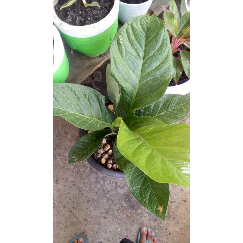 ANTHURIUM JEMANI SIZE KECIL, SEDANG, BESAR