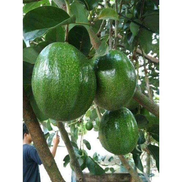 Bibit buah alpukat  mentega kaki 3 super