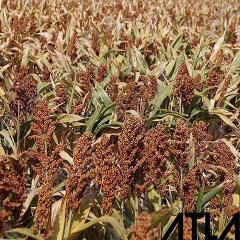COD Benih Sorgum 1kg Bibit Tanaman Biji Beras Sorghum Chantel Cantel 1 kg