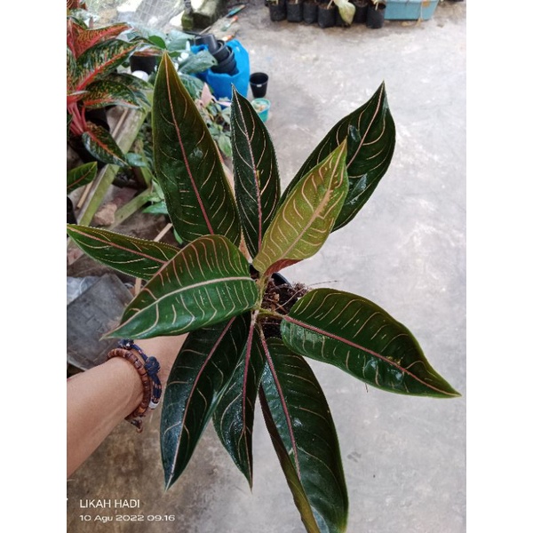 aglonema pride of sumatra black