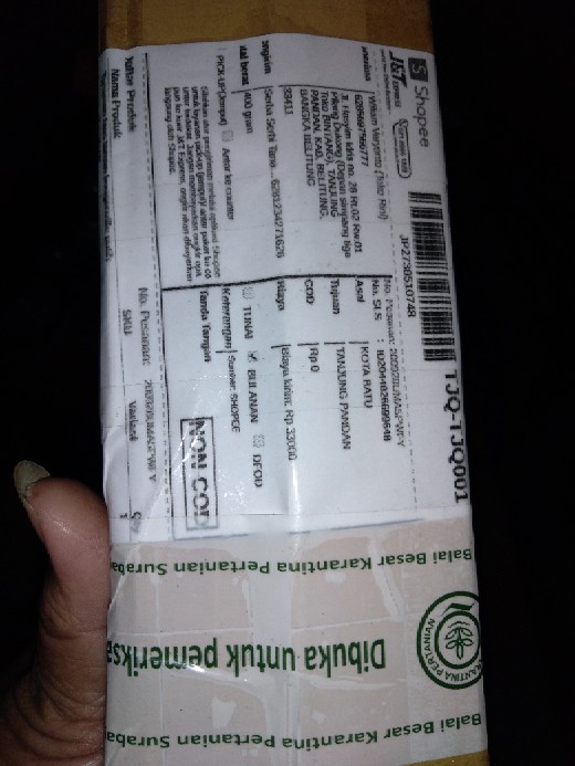 Tanaman Hias Taman Bougenville Putih