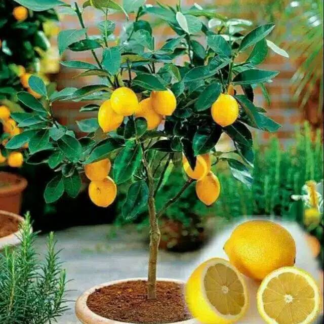 Bibit lemon amrik super