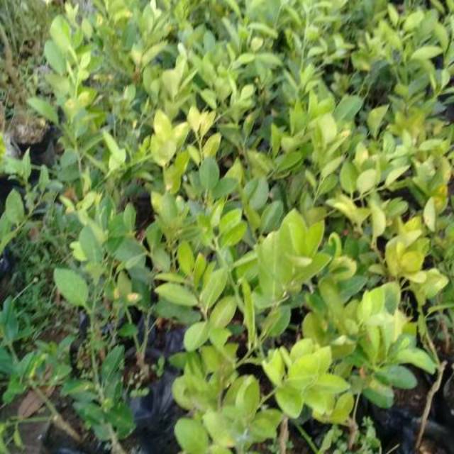 Bibit jeruk lemon jumbo