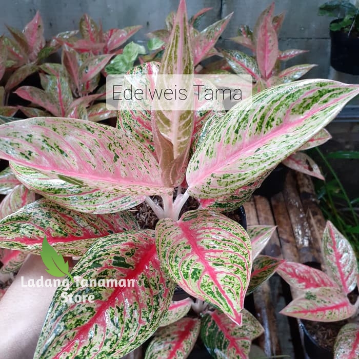 Tanaman hias Aglonema Legacy/Aglonema Red Legacy