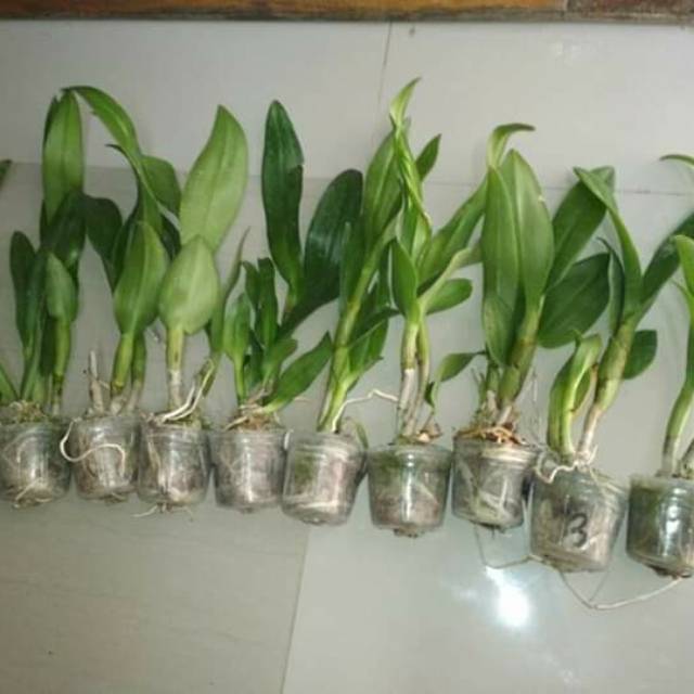 Seedling dendrobium besar