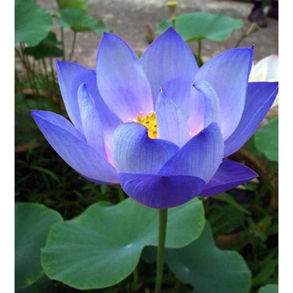 2 benih Nelumbo Nucifera, Blue (Blue Lotus) Seeds