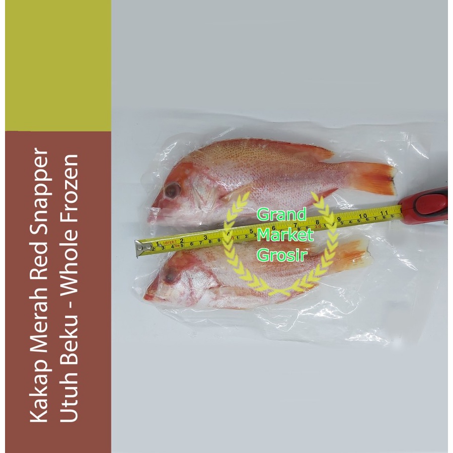 

Kakap Merah Red Snapper Utuh Beku Whole Frozen
