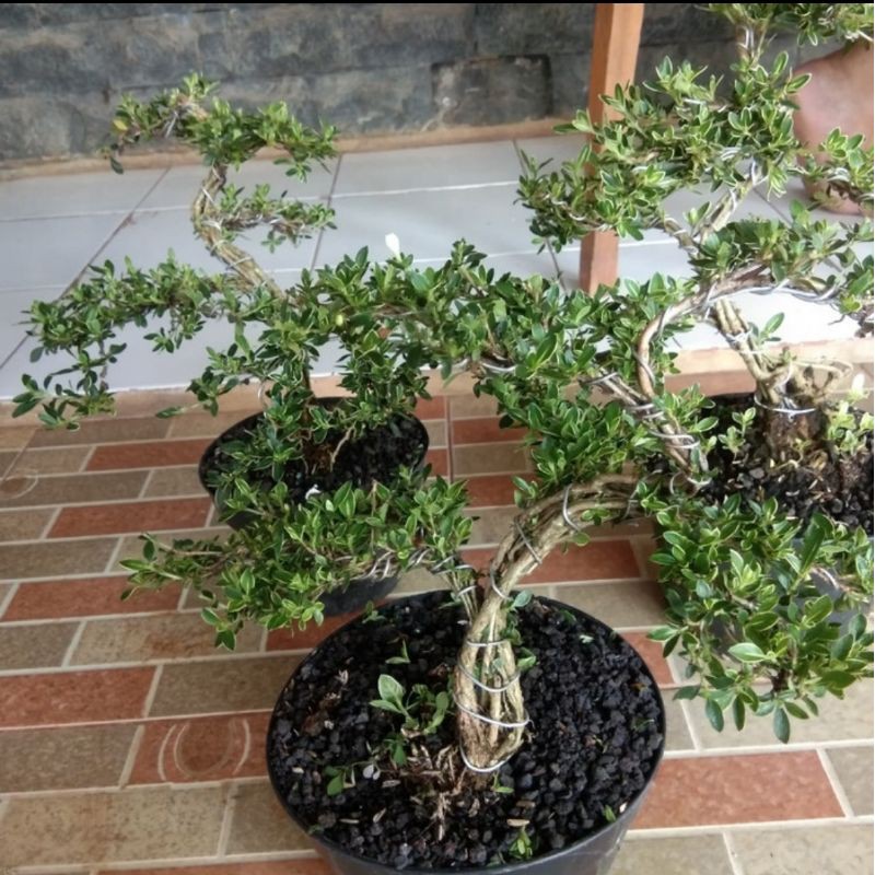 paket 3 bonsai varigata