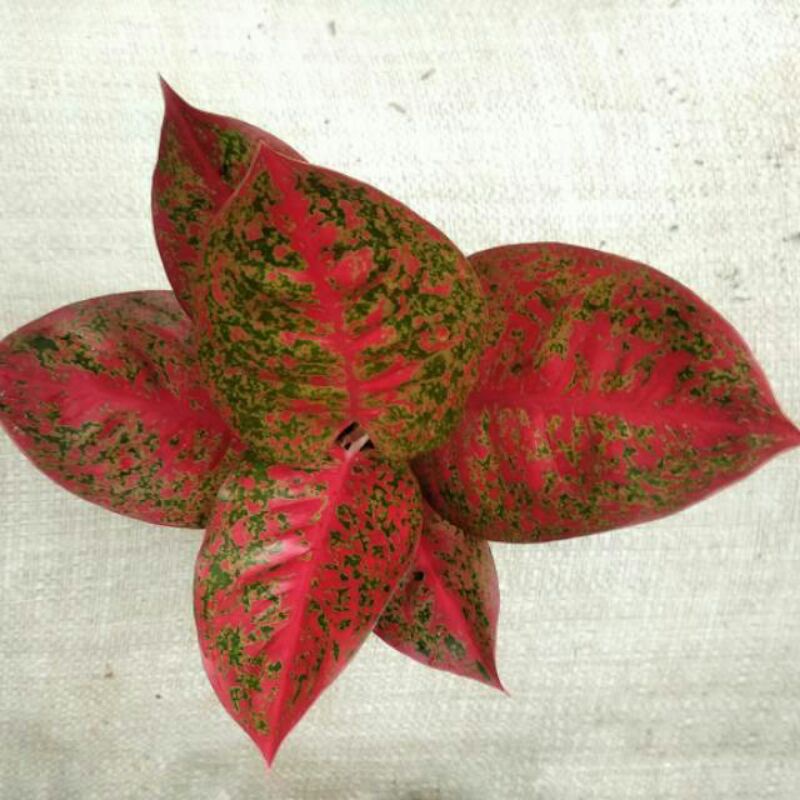 aglonema bibit anakan red stardust
