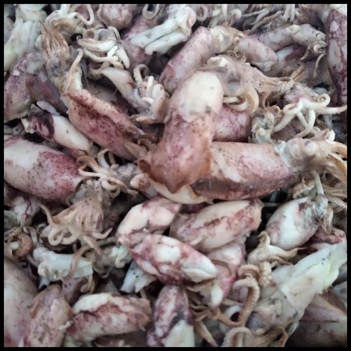 

Cumi Asin 500Gr Ready