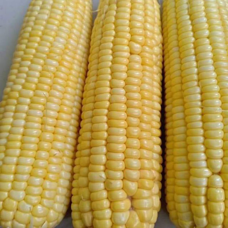 

Jagung manis 1 kg