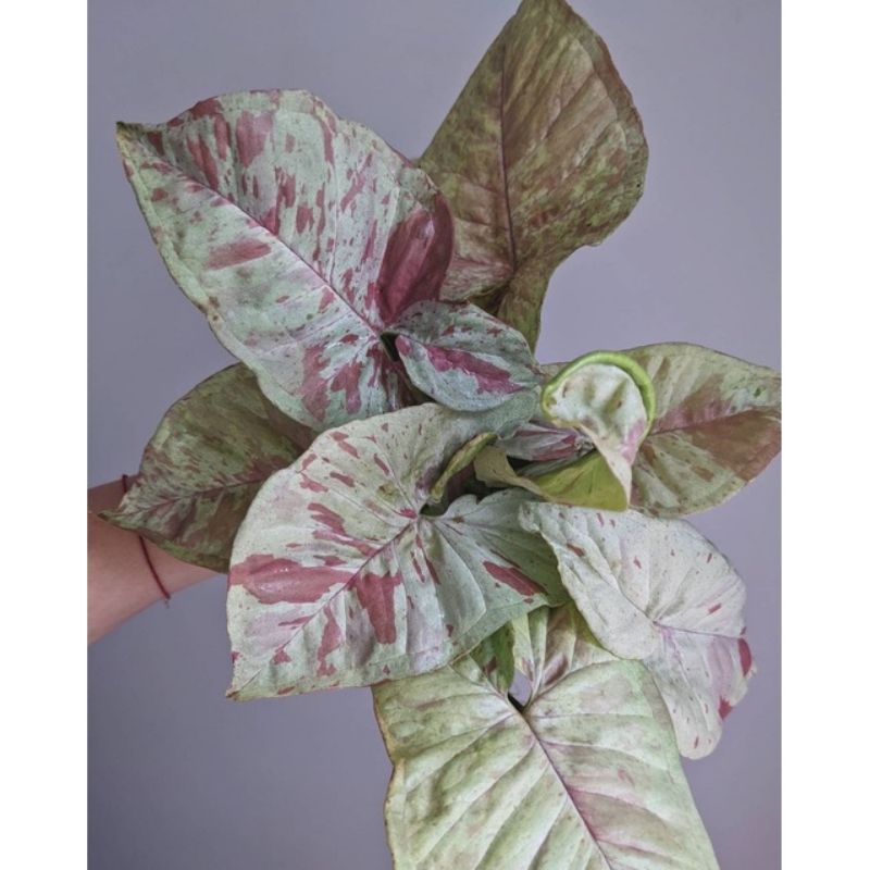 Promo bibit syngonium Tanaman hias Koleksi/ pingkiss