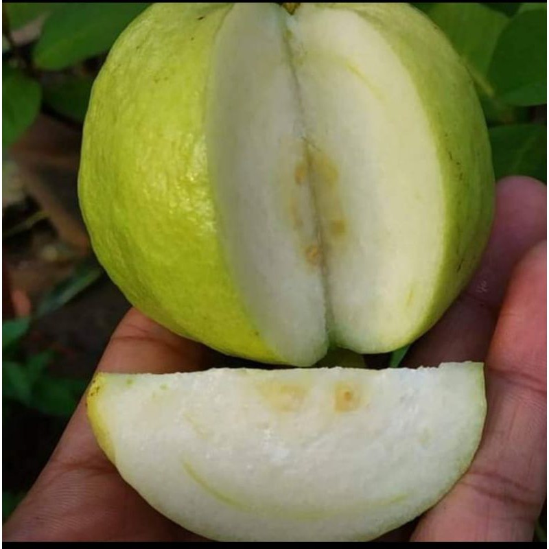 

jambu kristal 1kg