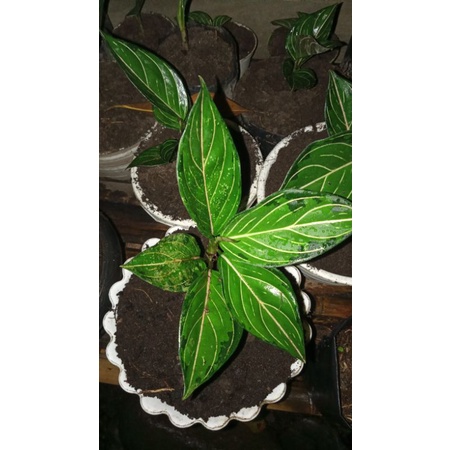 aglonema rotundum Aceh army