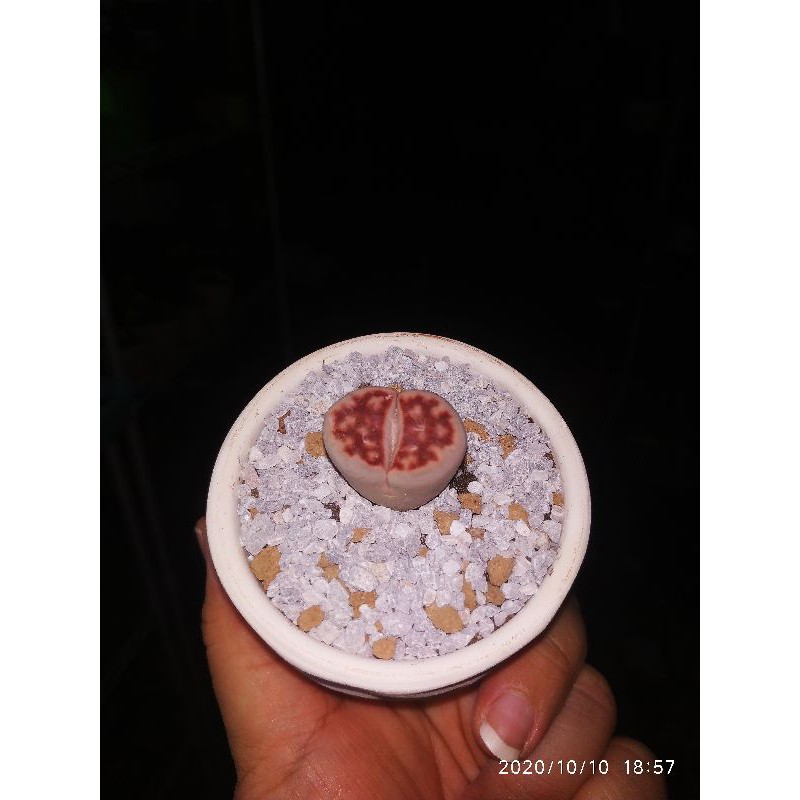 Lithops Premium