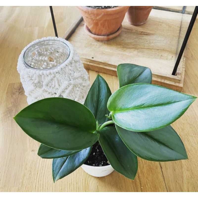 [BISA COD] tanaman hias scindapsus treubii moonlight - scindapsus moonlight-tanaman