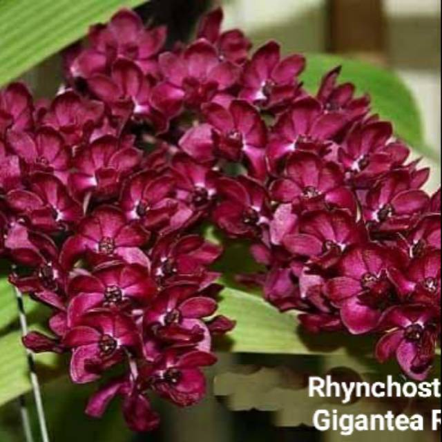 Bibit Botol Rhyncostylish Gigantea