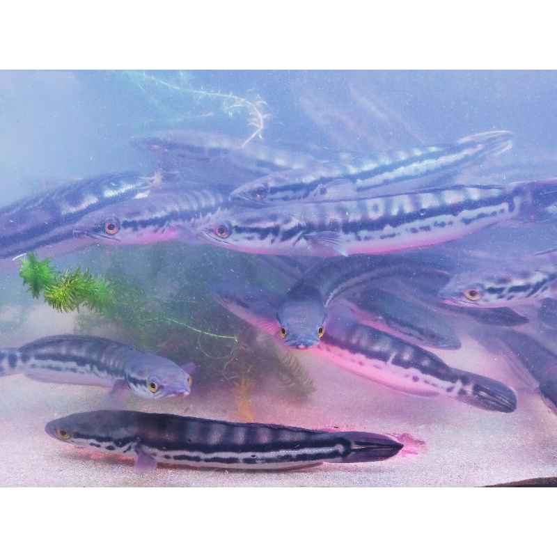 Toman dewasa size 30cm up