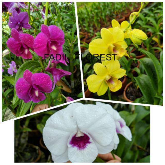 Paket 3 anggrek dendrobium dewasa / anggrek dendrobium dewasa spike