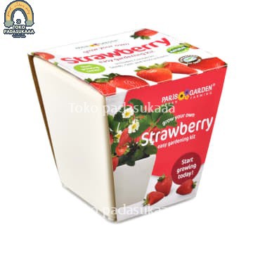 Bibit Buah Strawberry Pot Keramik
