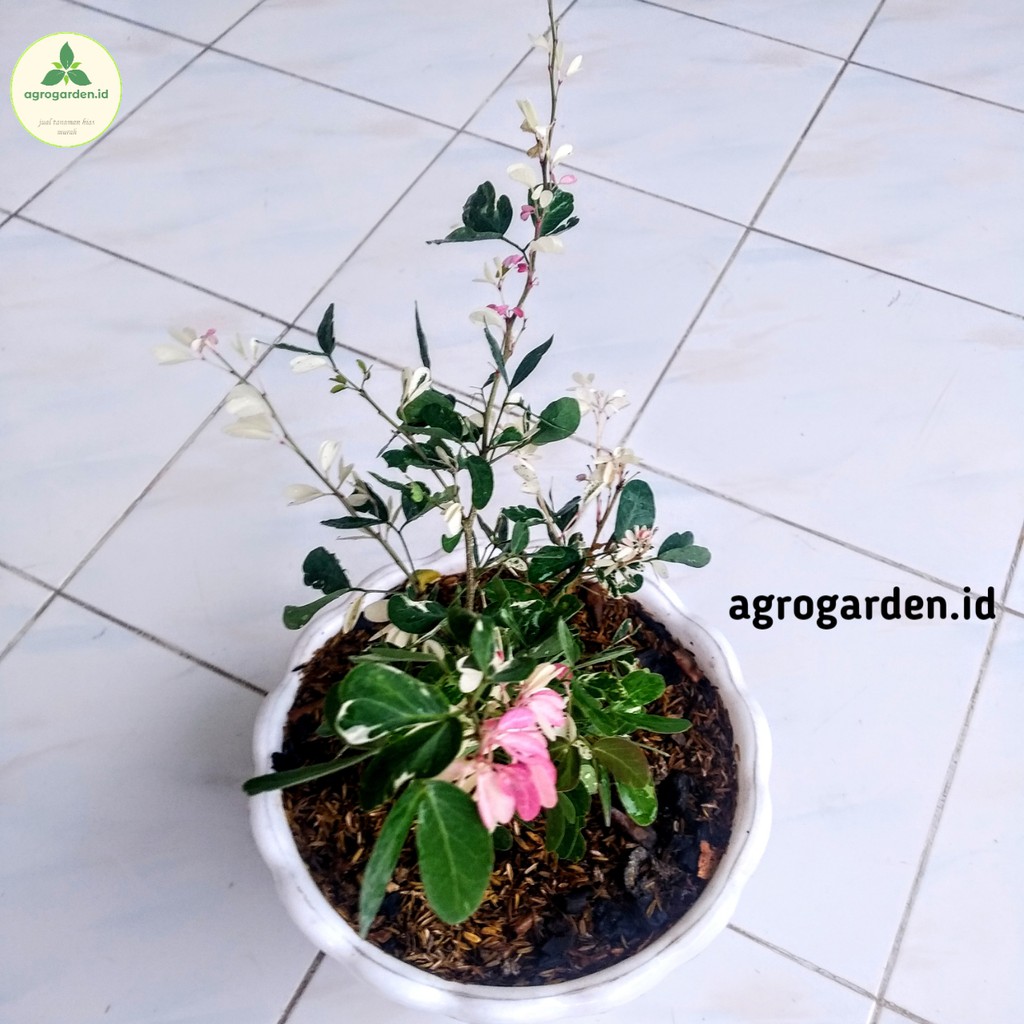 Tanaman Hias Asam Belanda - Asem Kranji - Katu Varigata