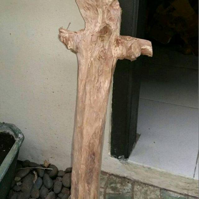 Galih Murni Batang Akar Kayu Cendana Asli Kupang NTT