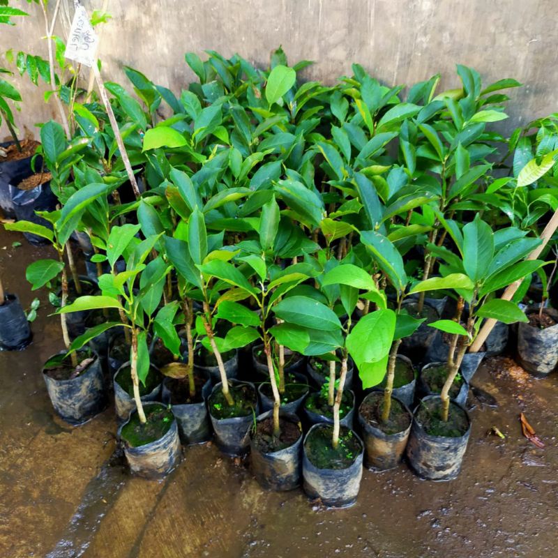 bibit kantil ungu